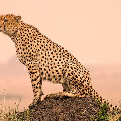 Mark Fitzsimmons Photography Cheetah