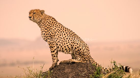 Mark Fitzsimmons Photography Cheetah