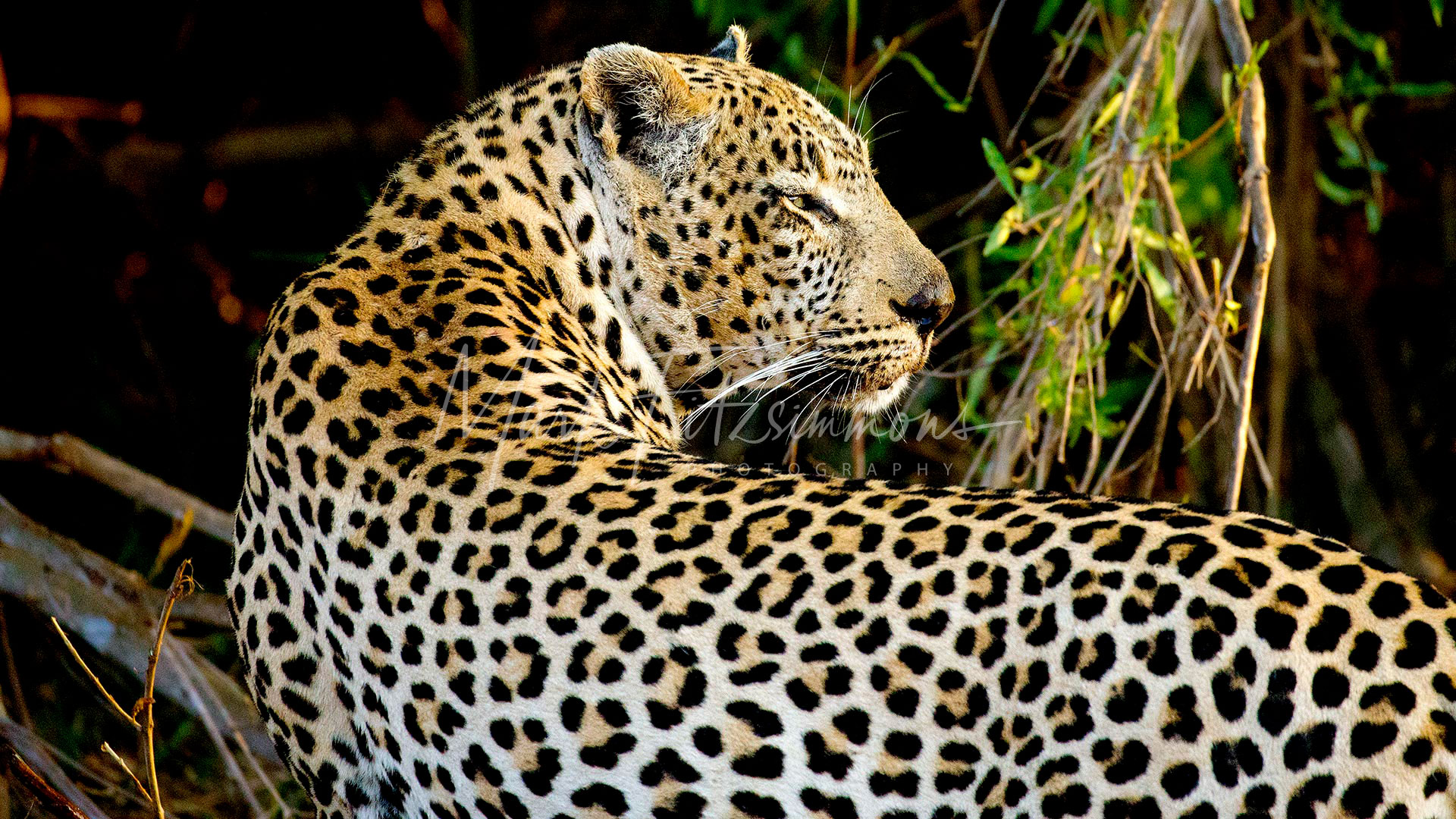 Mark Fitzsimmons Photography Leopard