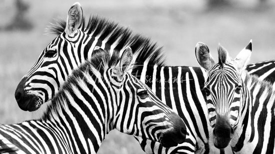 Mark Fitzsimmons Photography Zebras