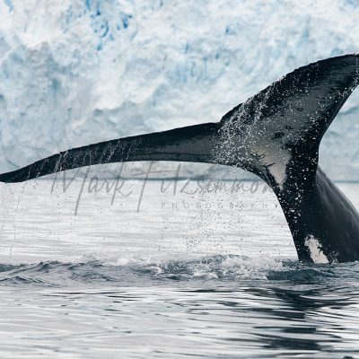 Mark Fitzsimmons Photography Whale
