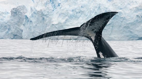Mark Fitzsimmons Photography Whale